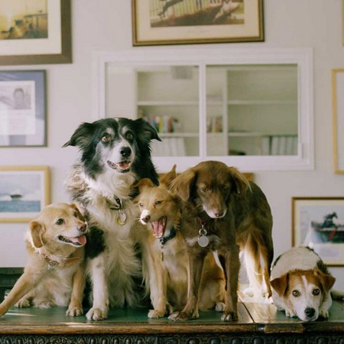 In Dogs We Trust